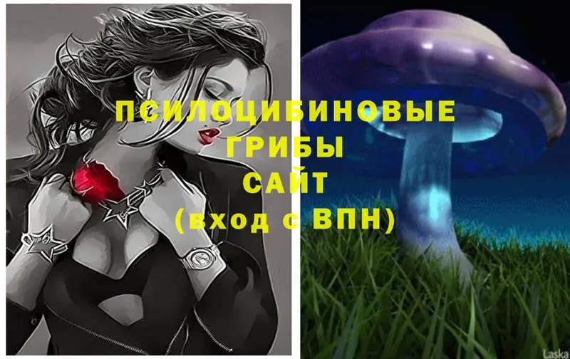 Псилоцибиновые грибы Psilocybine cubensis  Новочебоксарск 